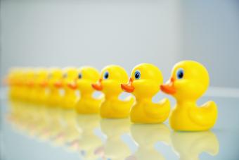 a line of rubber duckies