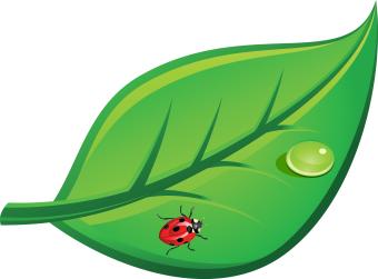 green leaf with lady bug and water drop