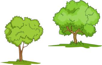 2 trees with white background