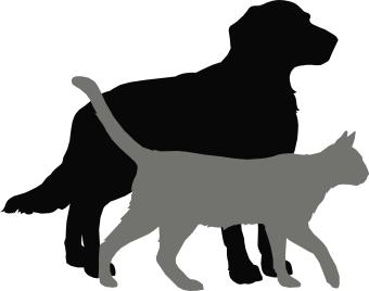 silhouette of dog and cat walking together