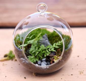 terrarium