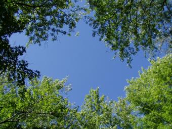 Looking up at the sky in between the trees.