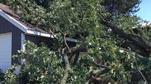 Storm damage tree resting on garage roof.