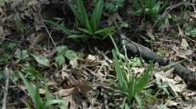 Spring Wild Leek Video at Wapsi Environmental Center.